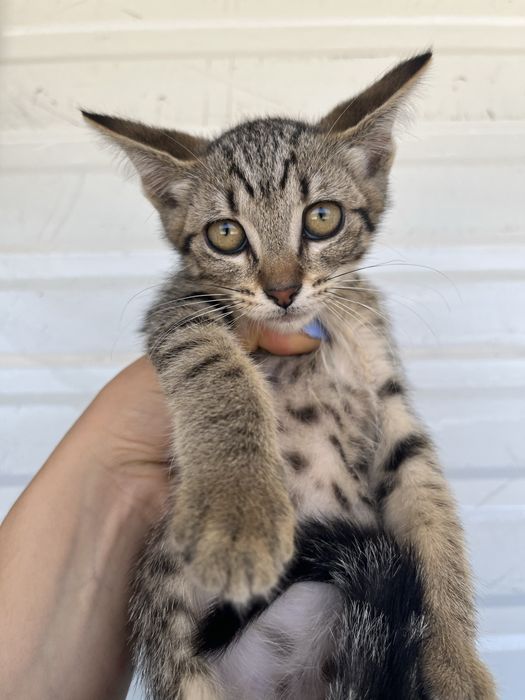 3 Gatinhas Bebés para Adoção Responsável