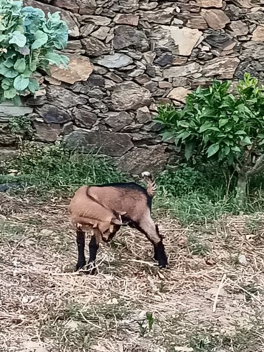 Cabrito Murciano