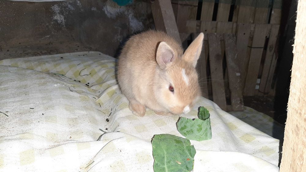 Coelho Angorá anão