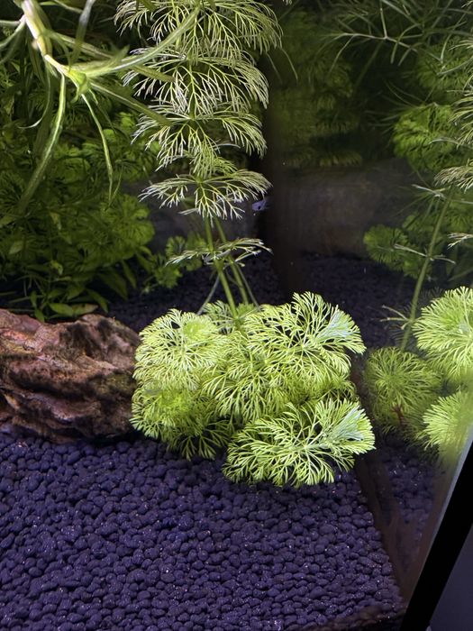 Planta aquario