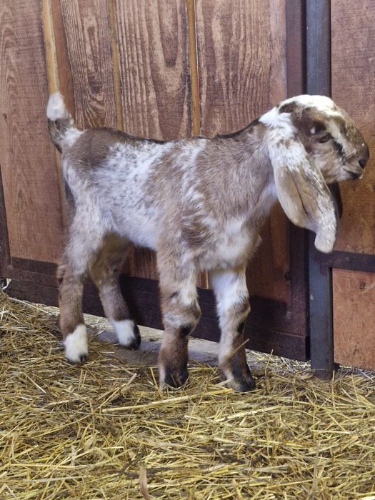 Koziołek anglonubijski 100% REZERWACJA