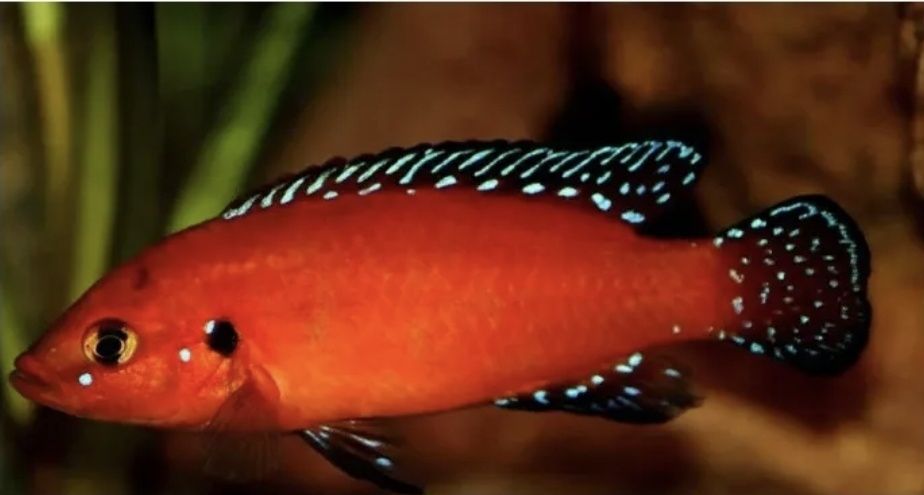 Młode pielęgnice hemichromis exsul