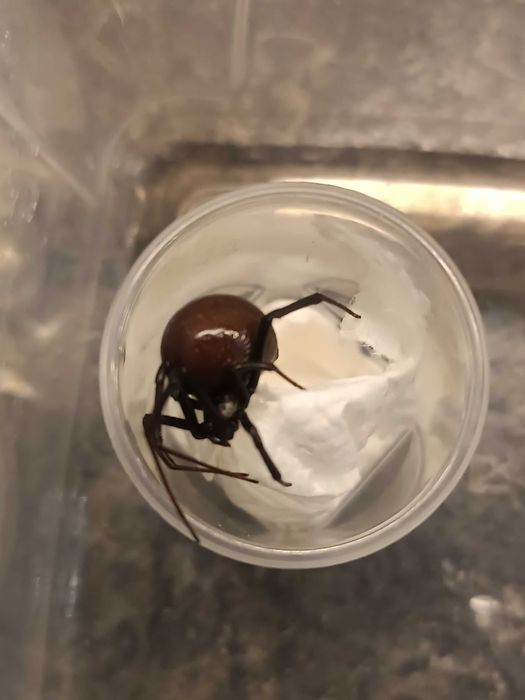 Latrodectus Hesperus samica