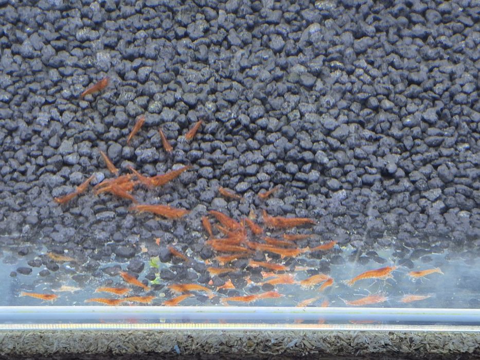 Neocaridina "Red Demon OE"