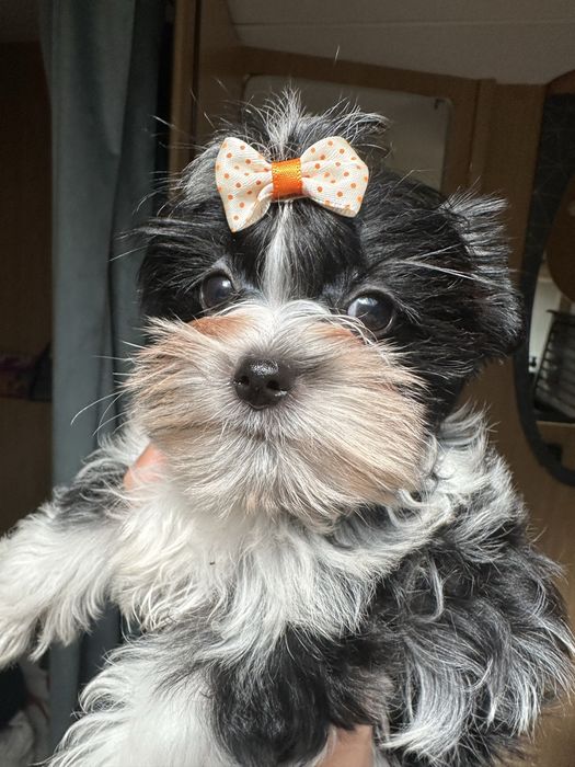 Śliczna suczka Yorkshire Terrier(York)Holly-MINI,4pokoleniowy rodowód.Gotowa do odbioru