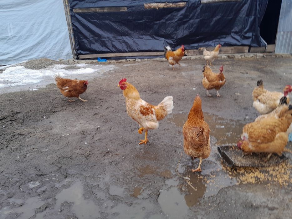 Продам молодих півнів