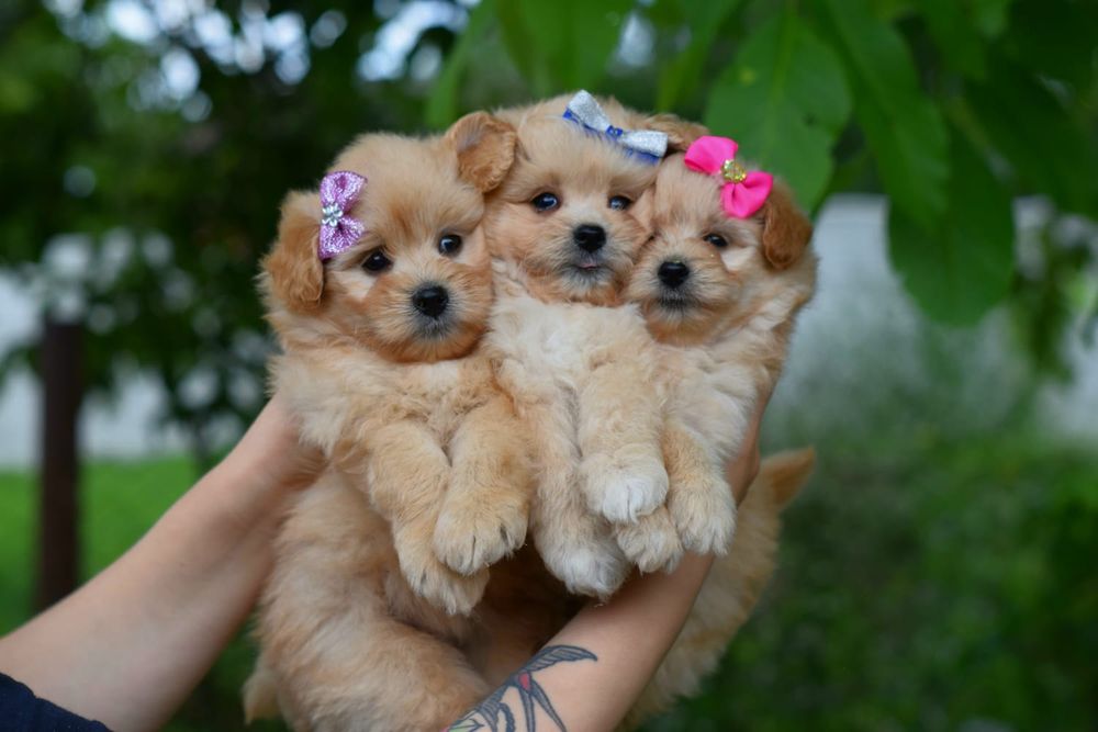 Гарні Мальтіпу дівчатка