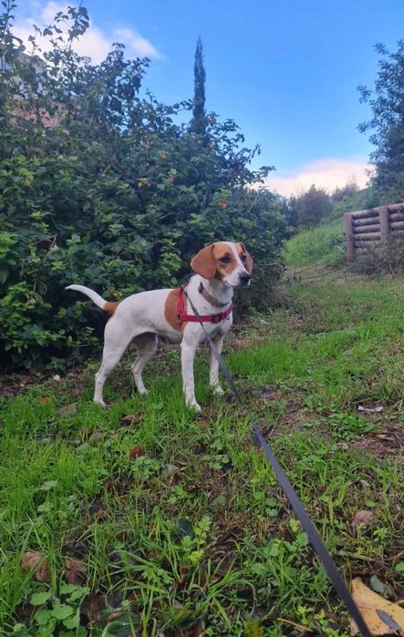 Cadela beagle para adoção consciente