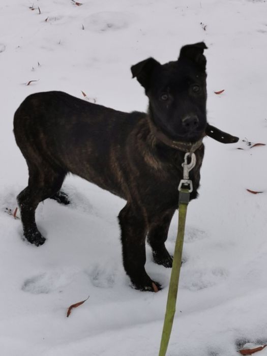 Owczarek Holenderski ostra