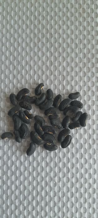 Nasiona Fasolnik Chiński