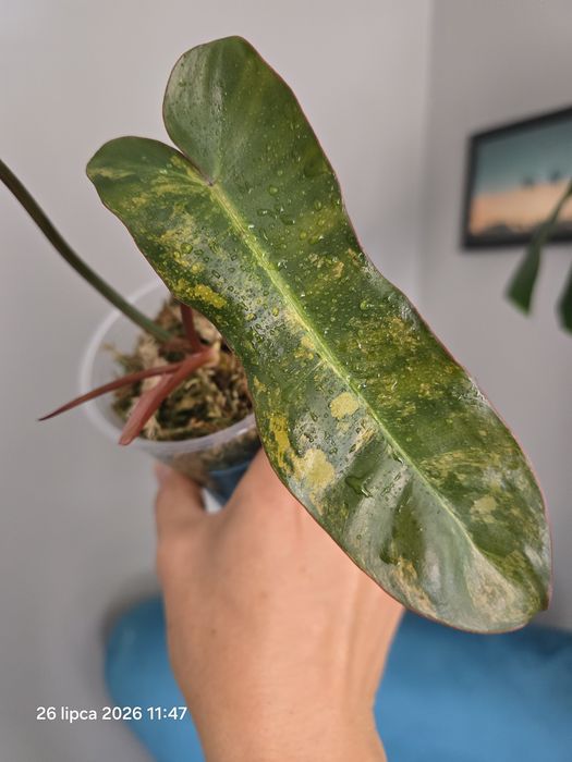 Philodendron  brown beauty variegata
