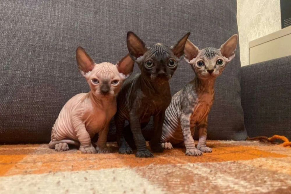 Шикарные канадики