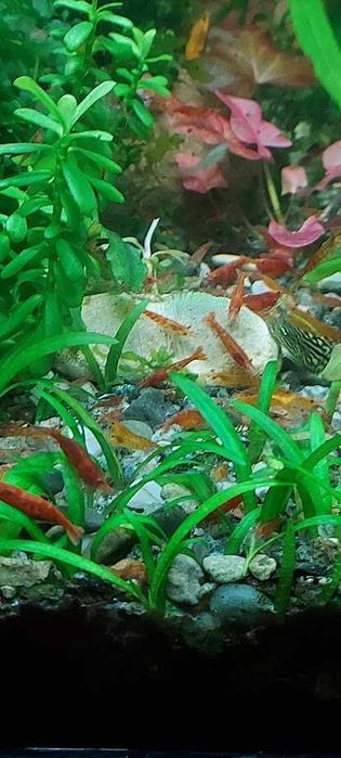 Аквариумные растения, креветки,  гуппи Эндлера