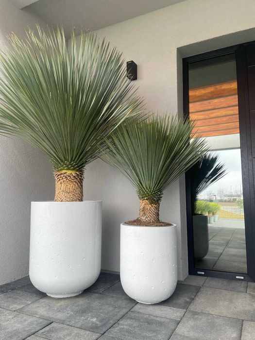 Juka Rostrata - mrozoodporna roślina