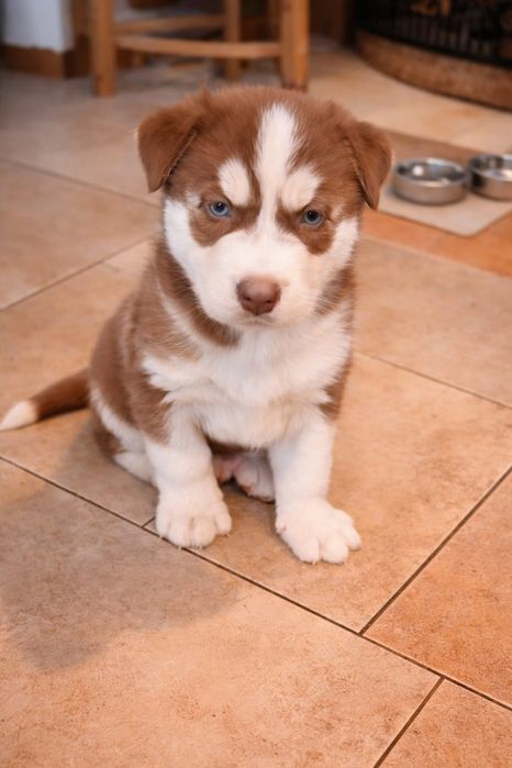 Syberian Husky suczka