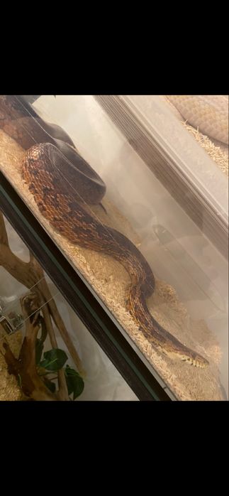 Wąż zbożowy clasic samica