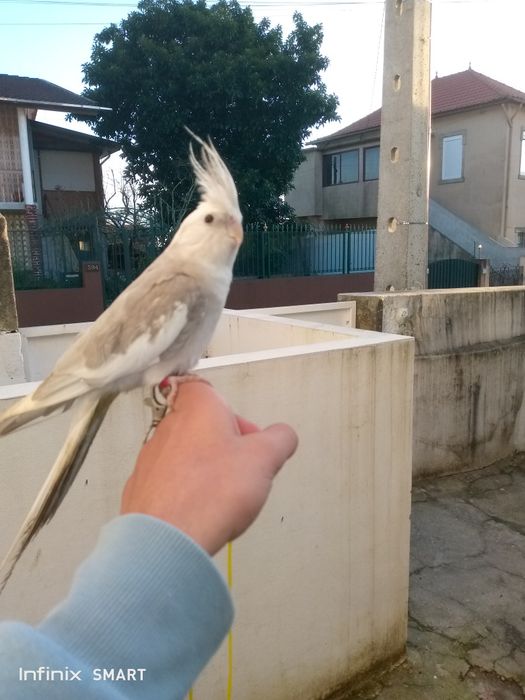 Catrruas criar na mão