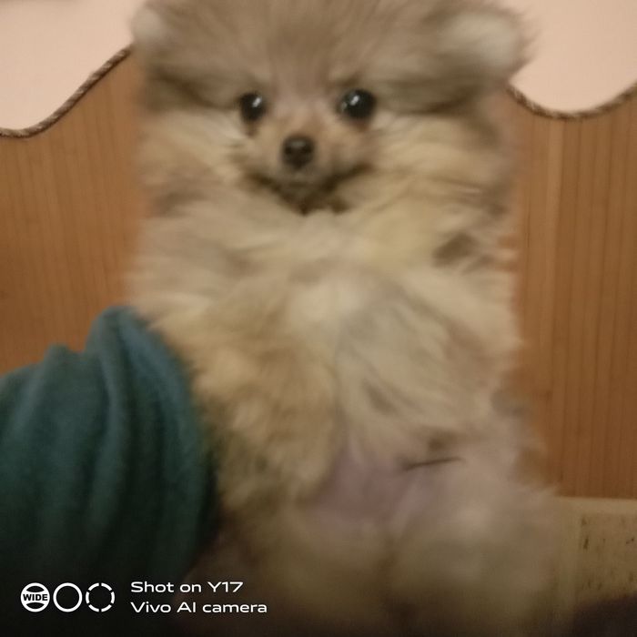 Міні хлопчик. Померпнський шпіц. То