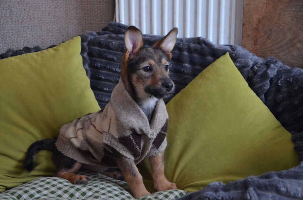 Цуценята в добрі руки