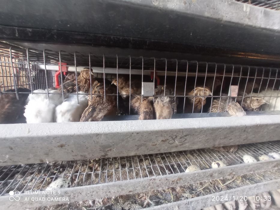 Перепілки На м'ясо та несуть яйця