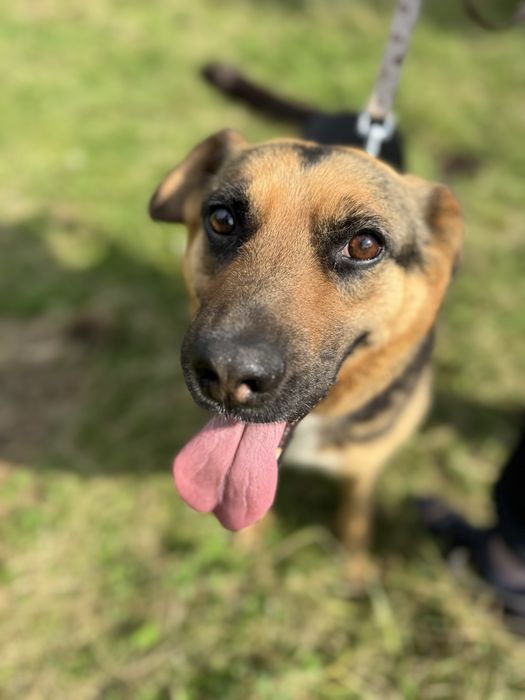 Roxi pogoda i łagodna sunia do adopcji