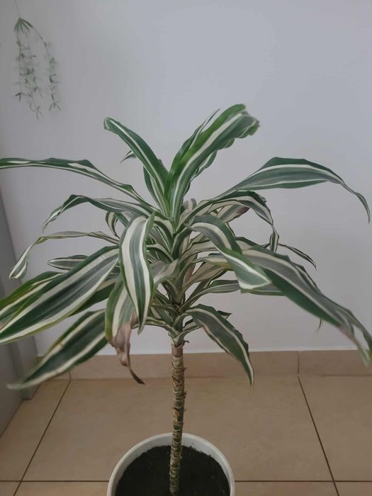 Kwiat domowy Dracena dwukolorowy