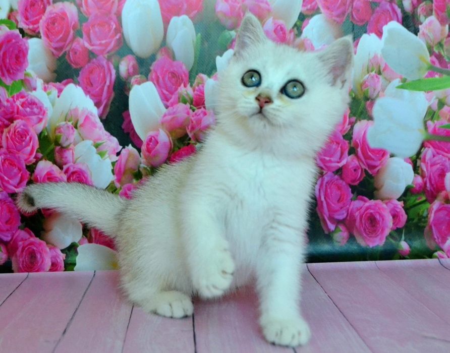 Плюшева дівчинка срібляста шиншила