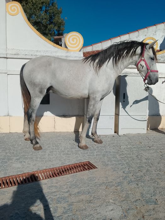 Para venda ou troca cavalo livro azul