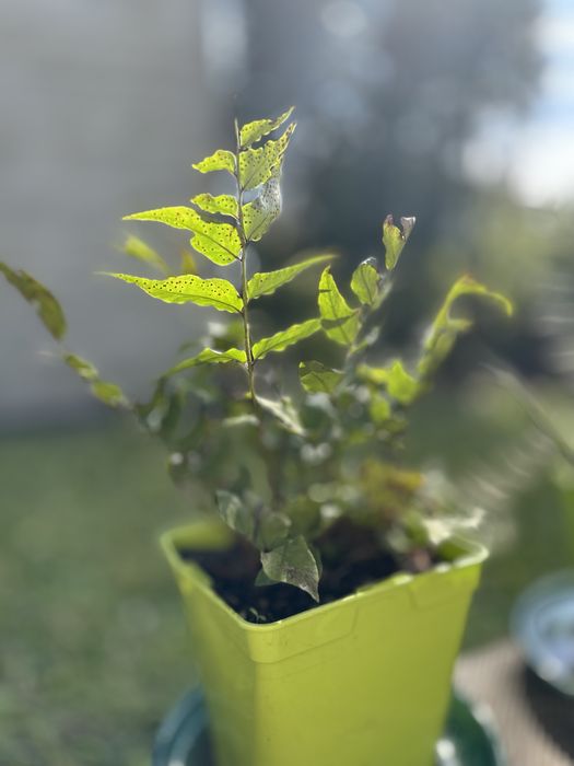 Feto/ Samambaia Cyrtomium fortunei