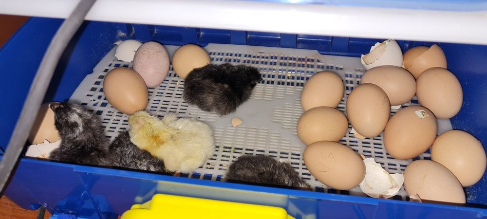 Chocadeira automatica com humidificador