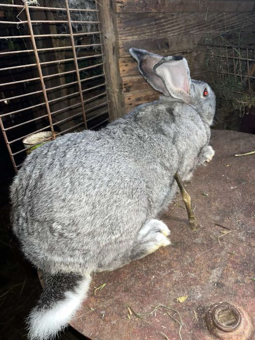 Продаж кролів !