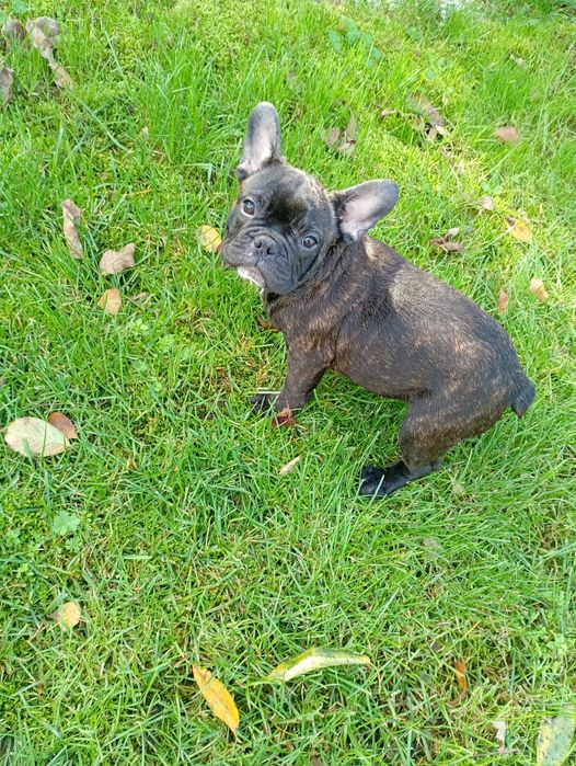 Buldog francuski czarny piesek