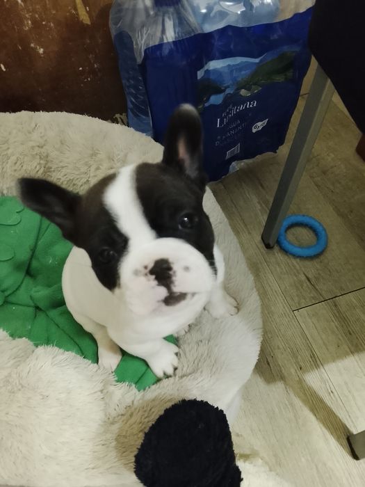 Buldogue francês bebe macho lindo
