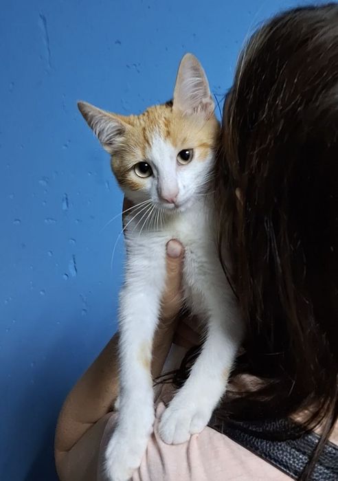 Віддам рижого котика безкоштовно
