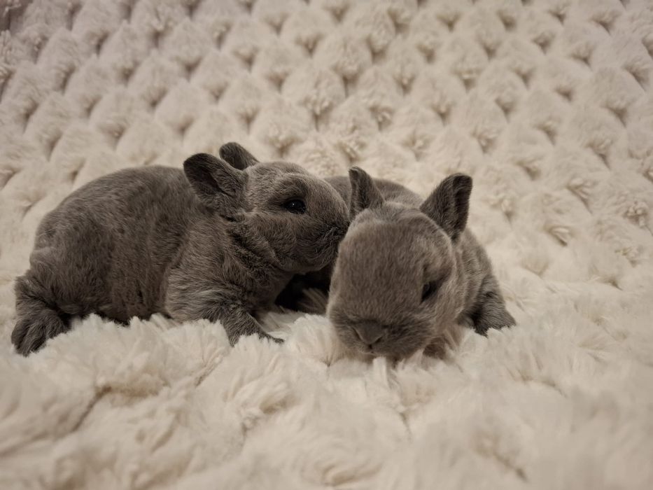 Królik króliczek karzełek rex miniaturka mini  lop