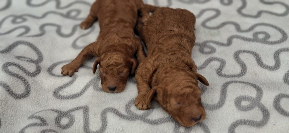 Pudel średni z dokumentami