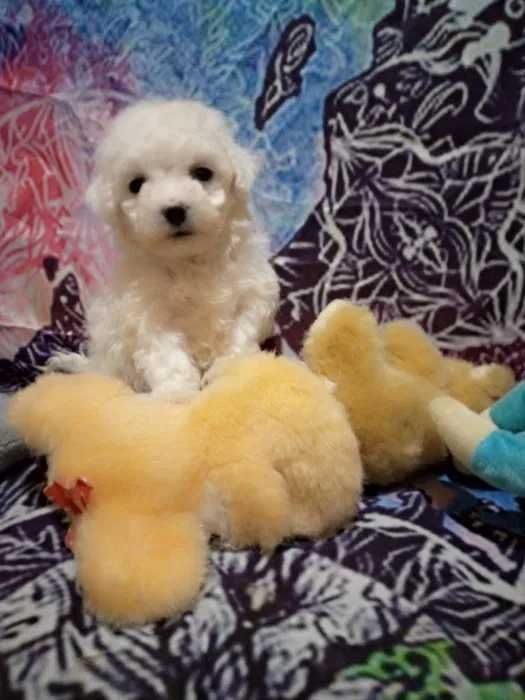 Мальтіпу. Цуценята. Доставка