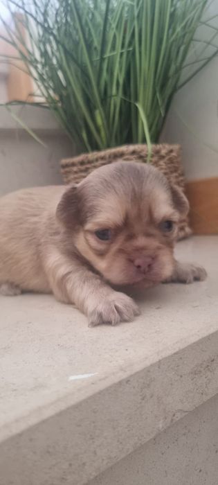 Chihuahua macho puro