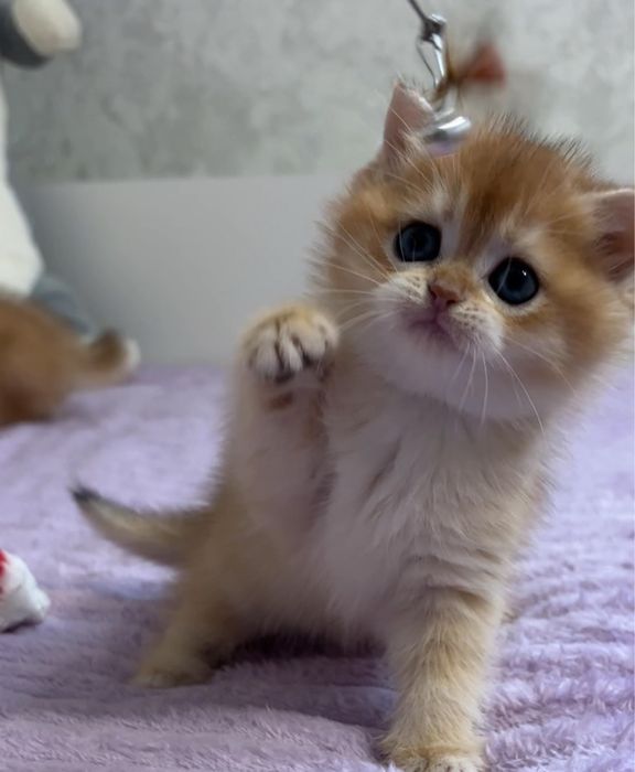 Котятка золота шиншила