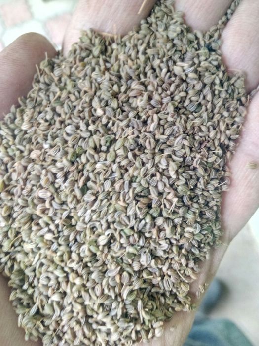 Семена /Насіння петрушки – свежесть в каждом листике!"


2. "Зелень, в