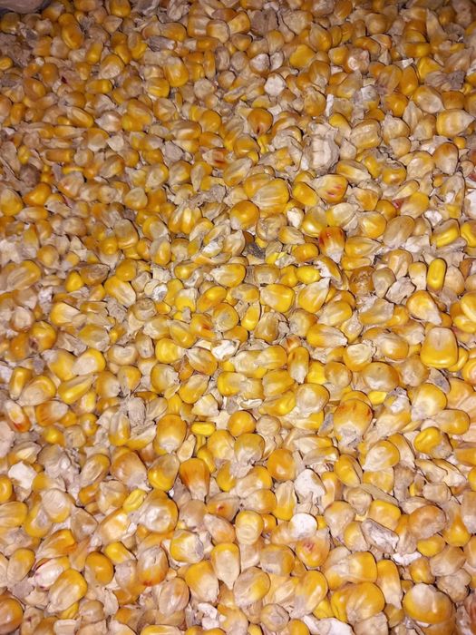 Kukurydza (całe ziarna) Gdańsk