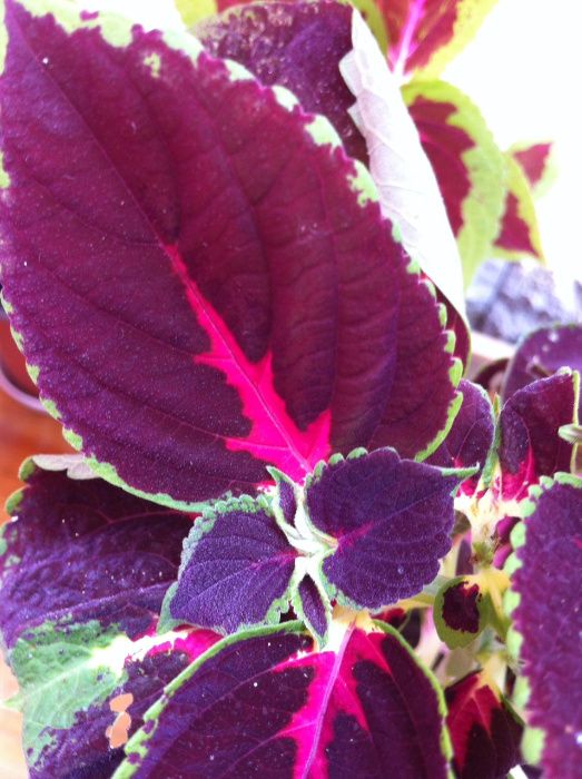 Várias Plantas naturais