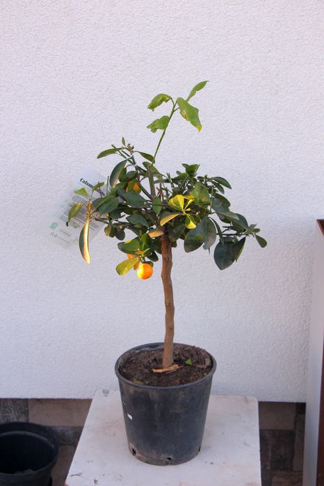 Каламондин d 18 цитрусові, мандарин