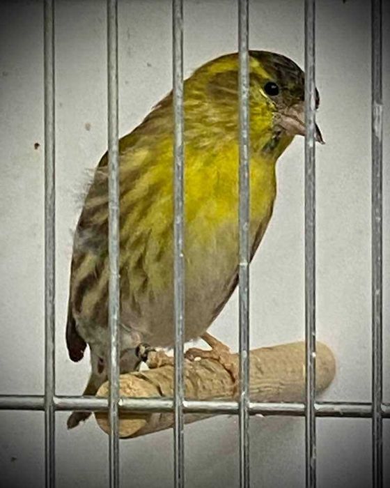 Varias aves de fauna anilhadas 2025