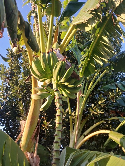 Bananeira da Madeira, costuma dar bananas uma duas vezes por ano.