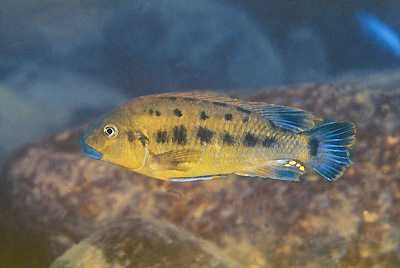 Fêmea Williamsi North Makonde