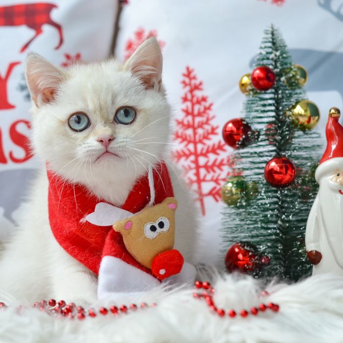 Британський котик шукає родину