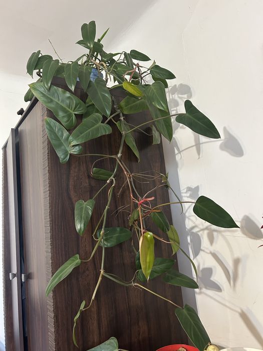 Philodendron duzy kwiat doniczkowy