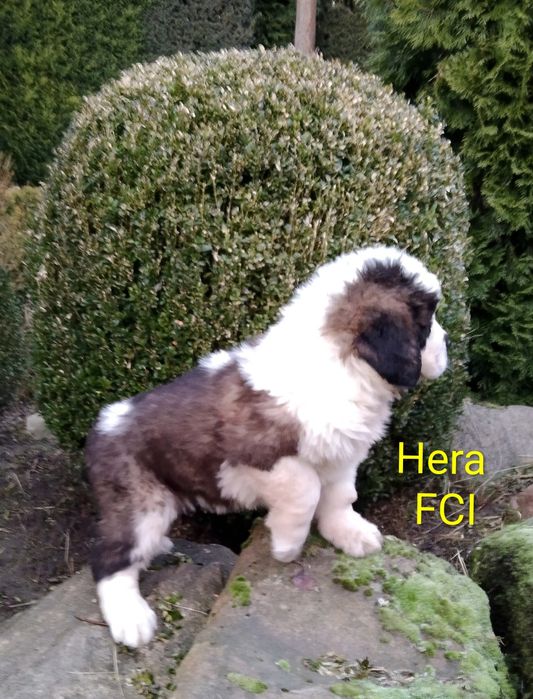 Bernardyn długowłosy -  szczeniak FCI ZKwP