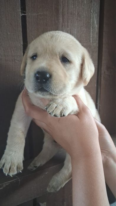 Labrador magnífico